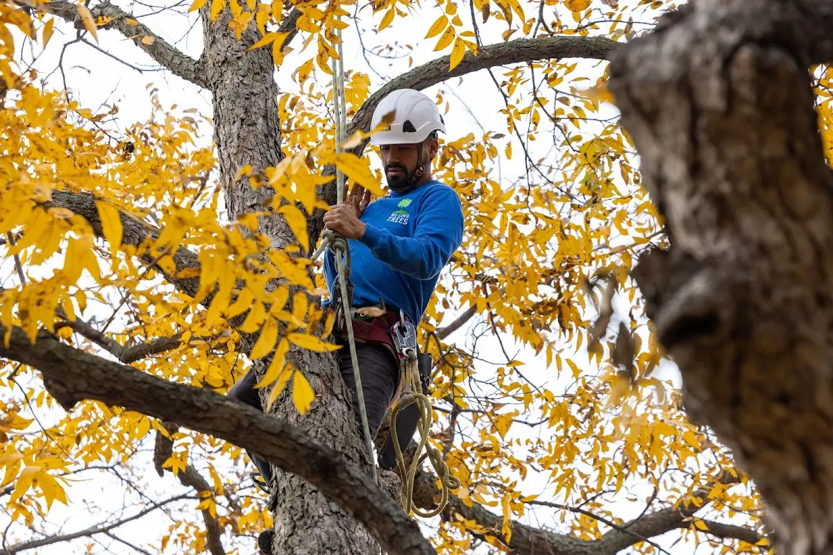 Skilled Tree Trimming crew working in Lowell