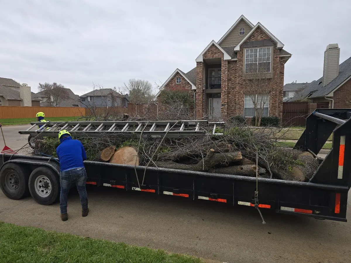 Expert Tree Pest Control with proper safety equipment in Lowell